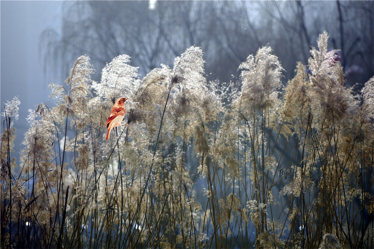 《蘆葦晚風》田愛軍